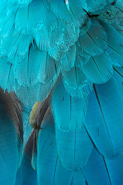 istock Close-up Peacocks, colorful details and beautiful peacock feathers. 2207102003
