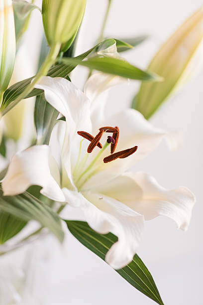 istock Classy Soft White Easter Lily Flowers in a Vintage Crystal Vase with a Neutral Background 2207102717
