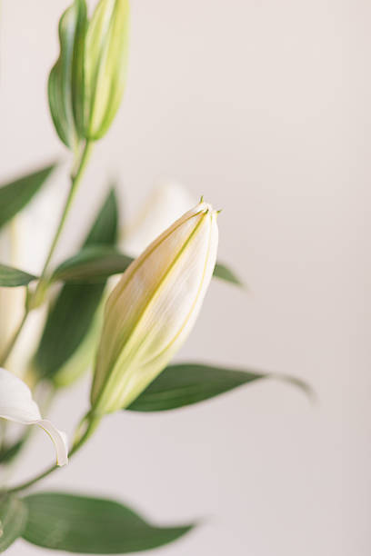 White lily flower isolated on black background, erect stems in late spring or early summer, semi-evergreen herbaceous perennial