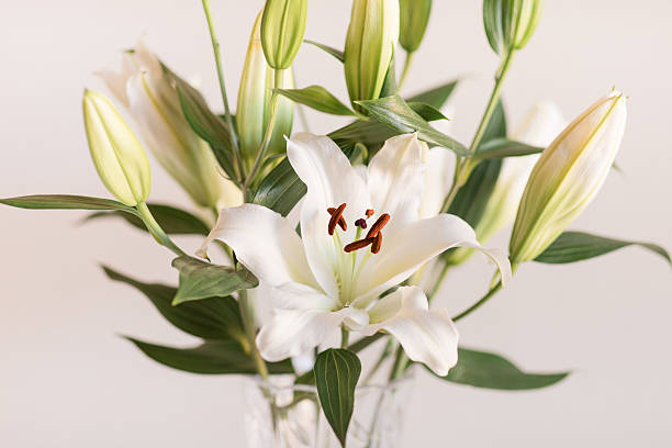 istock Classy Soft White Easter Lily Flowers in a Vintage Crystal Vase with a Neutral Background 2207102727