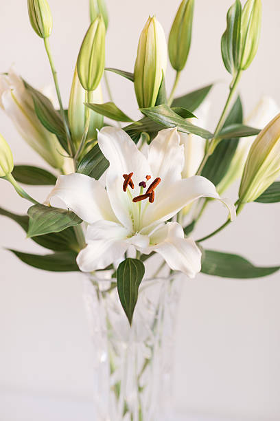 istock Classy Soft White Easter Lily Flowers in a Vintage Crystal Vase with a Neutral Background 2207102728
