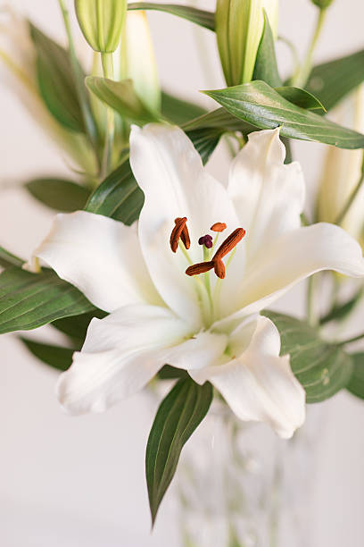 istock Classy Soft White Easter Lily Flowers in a Vintage Crystal Vase with a Neutral Background 2207102730