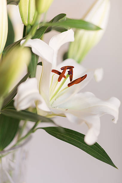 istock Classy Soft White Easter Lily Flowers in a Vintage Crystal Vase with a Neutral Background 2207102739