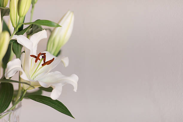Classy Soft White Easter Lily Flowers in a Vintage Crystal Vase with a Neutral Background