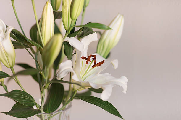 istock Classy Soft White Easter Lily Flowers in a Vintage Crystal Vase with a Neutral Background 2207102744