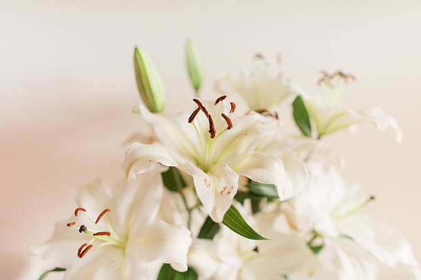 Classy Soft White Easter Lily Flowers in a Vintage Crystal Vase with a Neutral Background