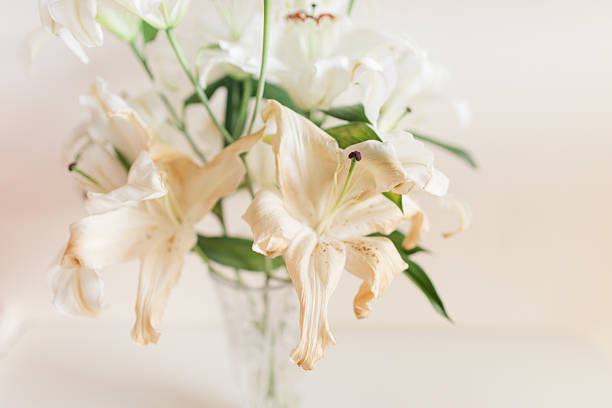 beautiful white lily