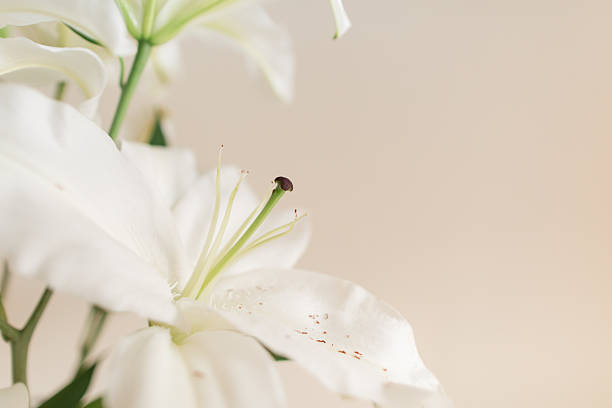 Classy Soft White Easter Lily Flowers in a Vintage Crystal Vase with a Neutral Background