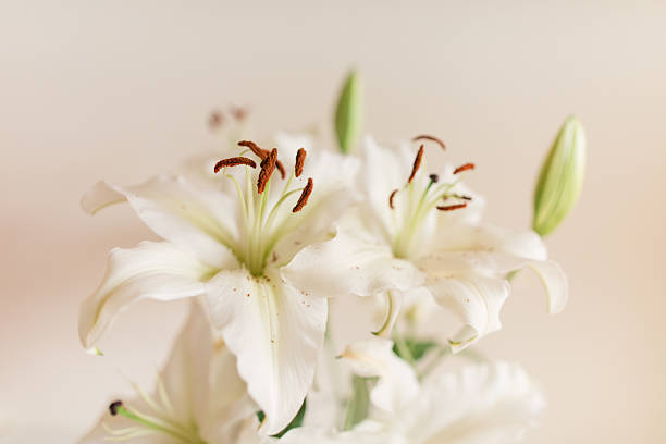 Classy Soft White Easter Lily Flowers in a Vintage Crystal Vase with a Neutral Background