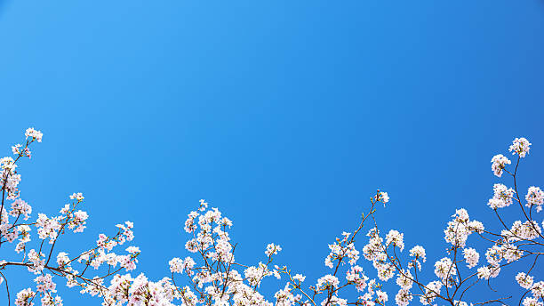 Cherry blossoms with sunny blue sky copy space scene