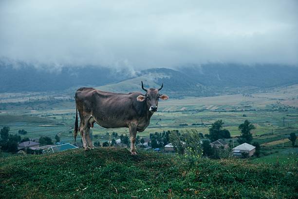 Cow stands peacefully in a lush green meadow, casting a long shadow on the grass in Kyrgyzstan. Idyllic setting features rolling hills and mountains under a clear blue sky.