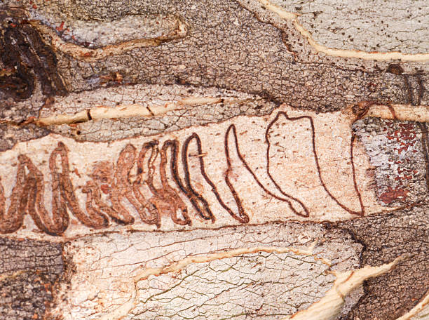Scribbly gum bark patterns A moth lavae leaves patterns on the bark of the eucalypt tree in New South Wales, Australia. scribbly gum stock pictures, royalty-free photos & images