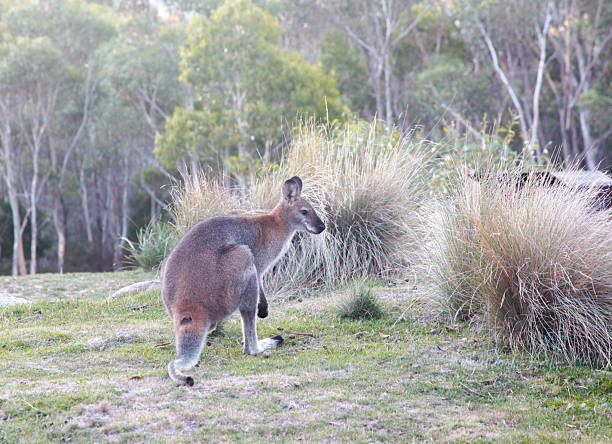 Swamp wallaby resting in sun on green grass habitat
