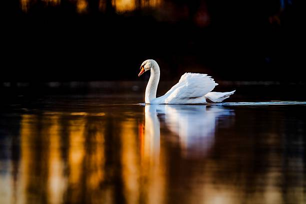istock Swan on a golden lake at sunset. 2207111182