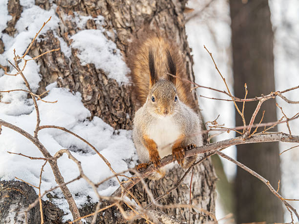 istock The squirrel with nut sits on tree in the winter or late autumn. 2207111980
