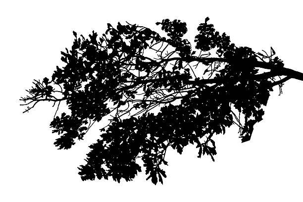 istock Vector illustration of natural old oak tree branch with leaves on white background 2207114567