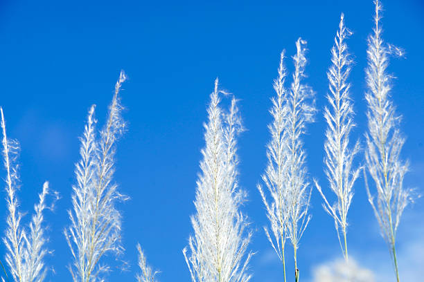 An enchanting view of delicate white grasses swaying gently against a bright blue sky, capturing the essence of nature's beauty in a serene landscape.