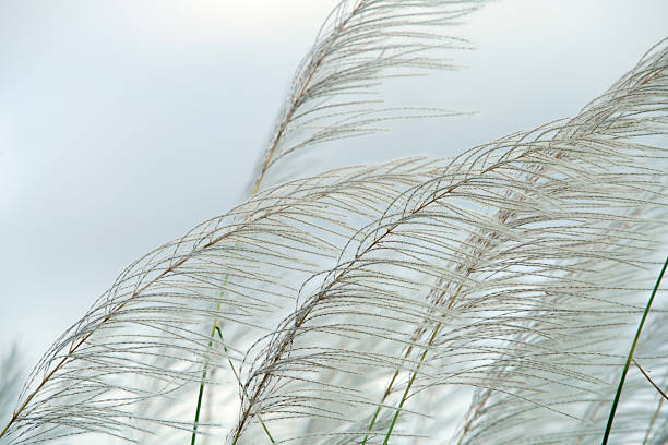 istock Delicate Grasses Dancing in the Wind Under a Cloudy Sky 2207114611