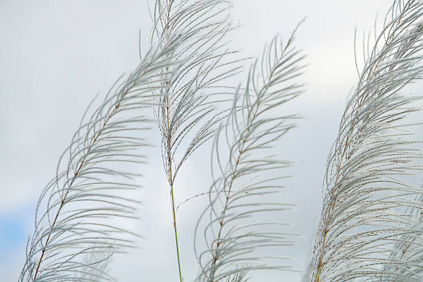 istock Delicate Grass Blades Swaying Gently Against a Soft Cloudy Sky 2207114625