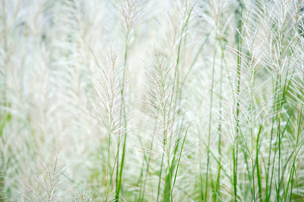 istock Soft White Grass Blades in a Serene Natural Environment 2207114656