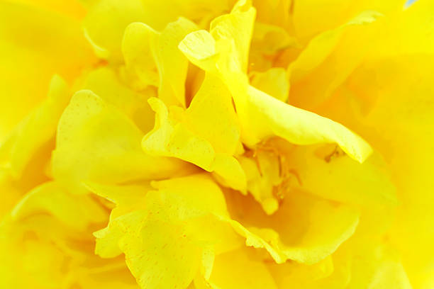 A vibrant close-up of bright yellow petals creates an abstract floral background. This image conveys warmth and freshness, perfect for springtime themes.
