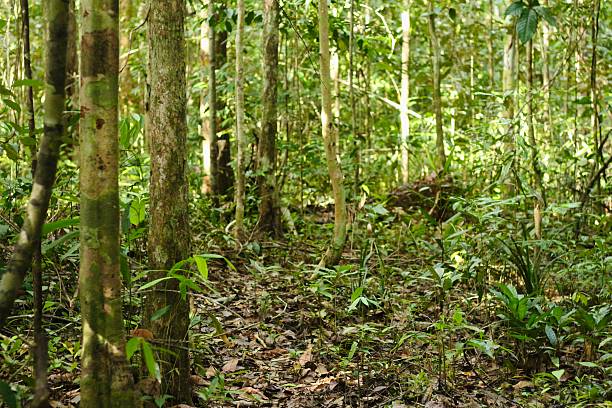 istock Deep of meratus mountain borneo rainforest, indonesia 2207114911