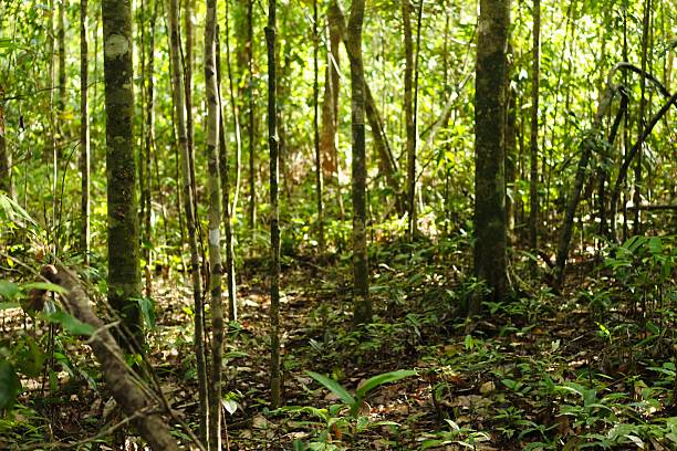 istock Deep of meratus mountain borneo rainforest, indonesia 2207114912