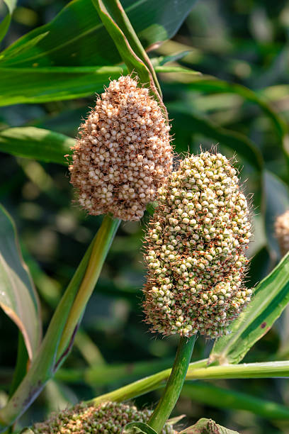 istock Sorghum, Sorghum or Millet field with blue sky background 2207115345