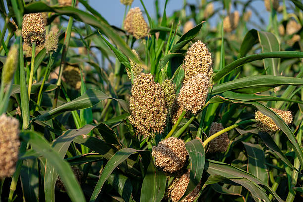 istock Sorghum, Sorghum or Millet field with blue sky background 2207115369