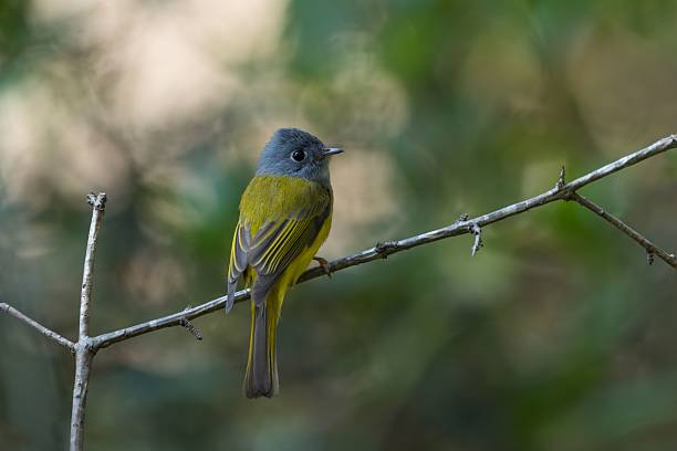 istock Gray-headed Canary-flycatcher (Culicicapa ceylonensis)  perched on a thin branch 2207117046