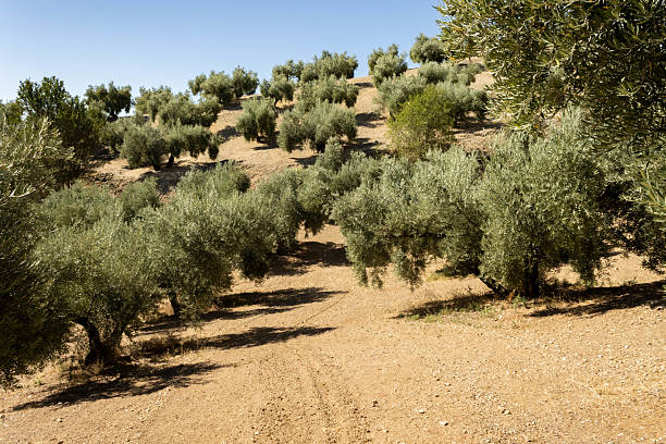 Large olive tree garden