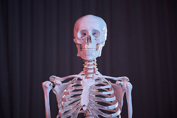 Beige musculature anatomy model muscles study mannequin monochrome neutral colour skin tones background front view 3d illustration render digital rendering