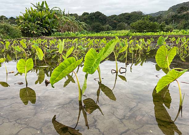 Taro plants growing in water on Maui with the light reflecting on the water and the shadow of the plants in the water.