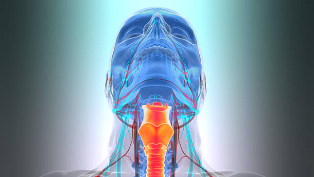 istock Human Respiratory System Larynx and Pharynx Anatomy 2207119252
