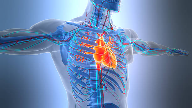 istock Human Circulatory System Heart Anatomy 2207119255