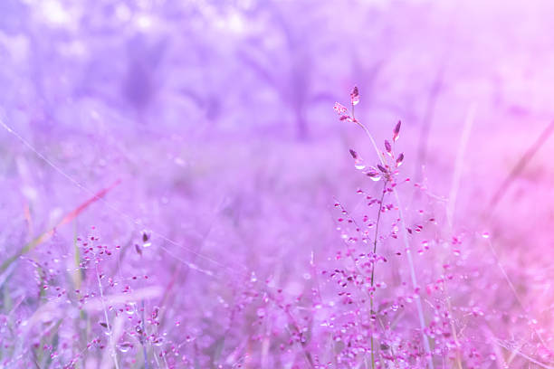 istock Soft Focus on Purple and Pink Grass 2207120140