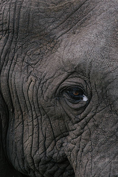 istock Sick elephant, eye close up, inflammatory disease conjunctivitis, foam from eyes 2207121132