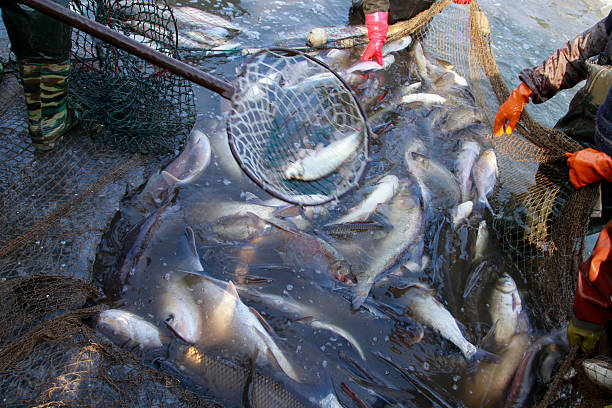istock The fish in the water fishing nets 2207122264