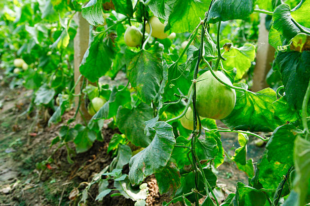 istock Melon grown in greenhouses 2207122297