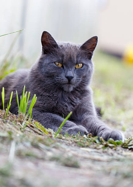 istock A grey cat is laying on the grass 2207122515