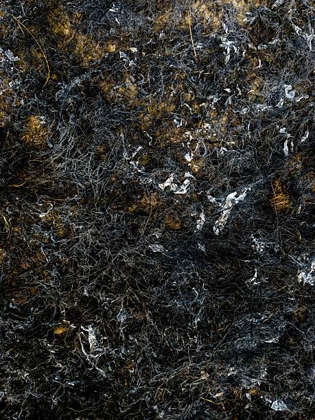 istock Dry grass and grass that have been burned to ashes 2207122522