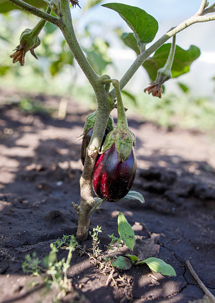 istock A purple eggplant is growing on a plant 2207122598