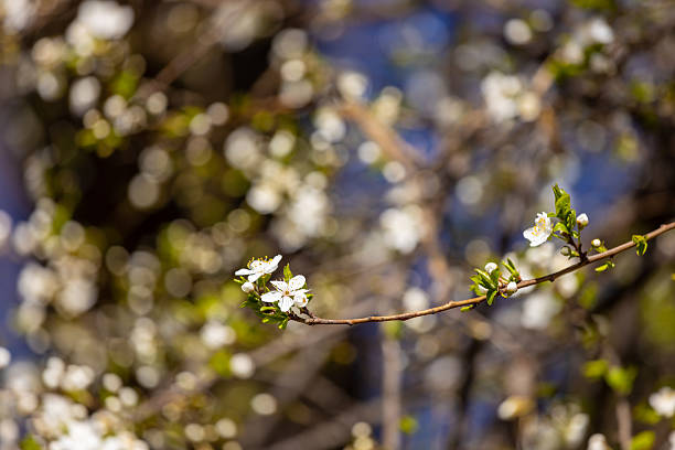 Blooming spring flowers on the tree branch. White small flowers with yellow. Blooming tree in early spring in march. Plums, apples, apricot, cherry and other blooming trees
