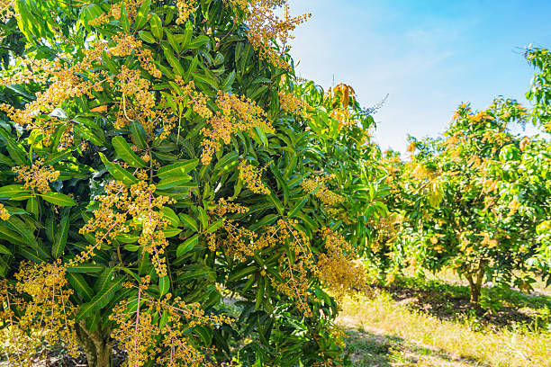 istock The mango trees in the garden are blossoming. 2207124416