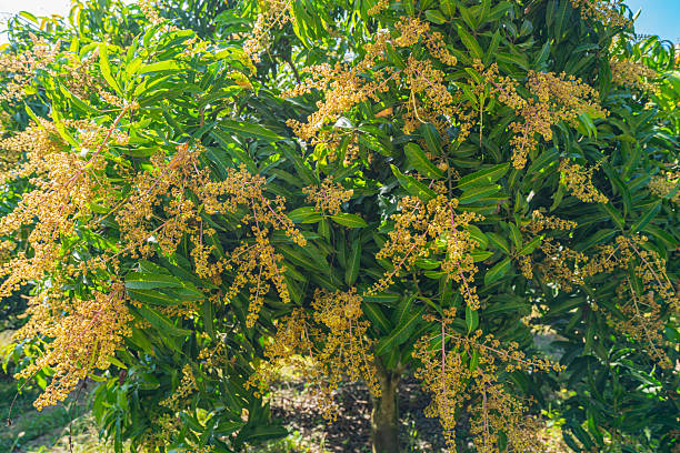 istock The mango trees in the garden are blossoming. 2207124420