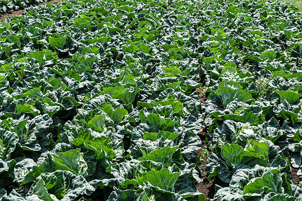 istock Cabbage, a specialty of the Miura Peninsula 2207124536