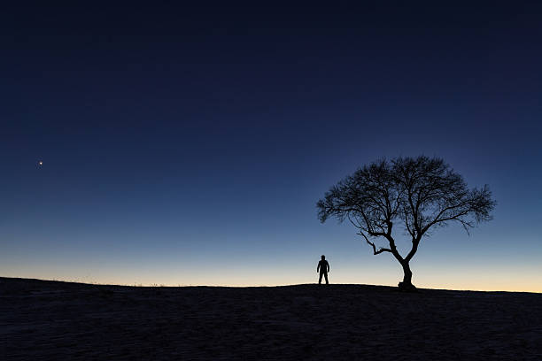 The hikers and a single big tree are in the setting sun.