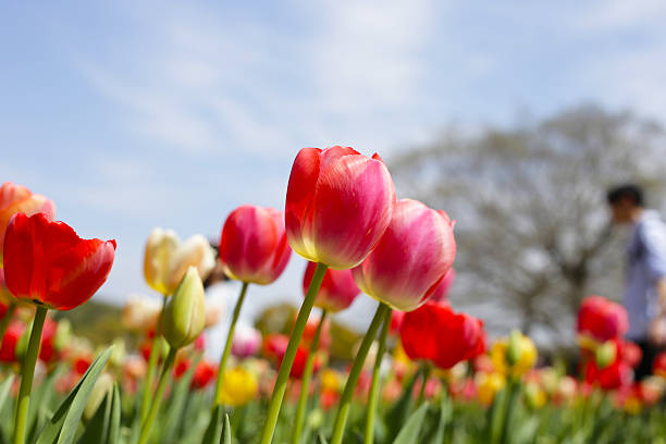 istock Beautiful tulip flower in the park 2207125043