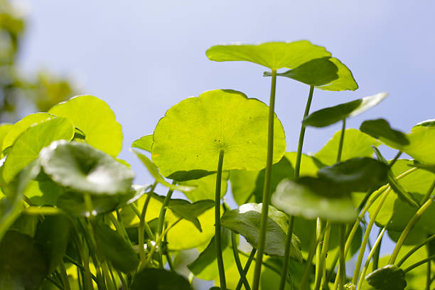 istock Centella asiatica (gotu kola). Fresh green leaves herb background. 2207125161