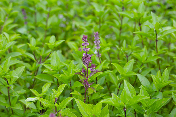 istock Thai sweet basil herb plant 2207125427